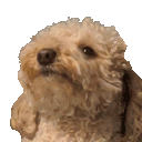 WOOF